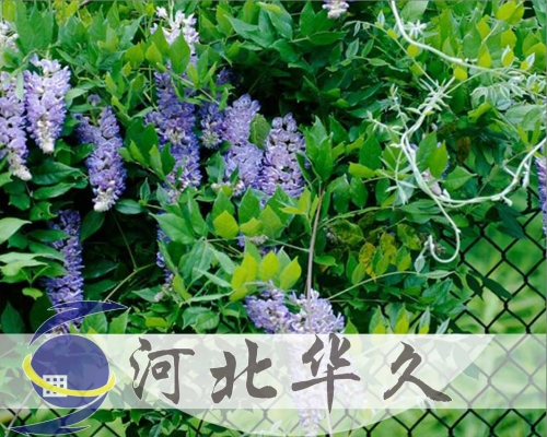 勾花網(wǎng)隔離柵